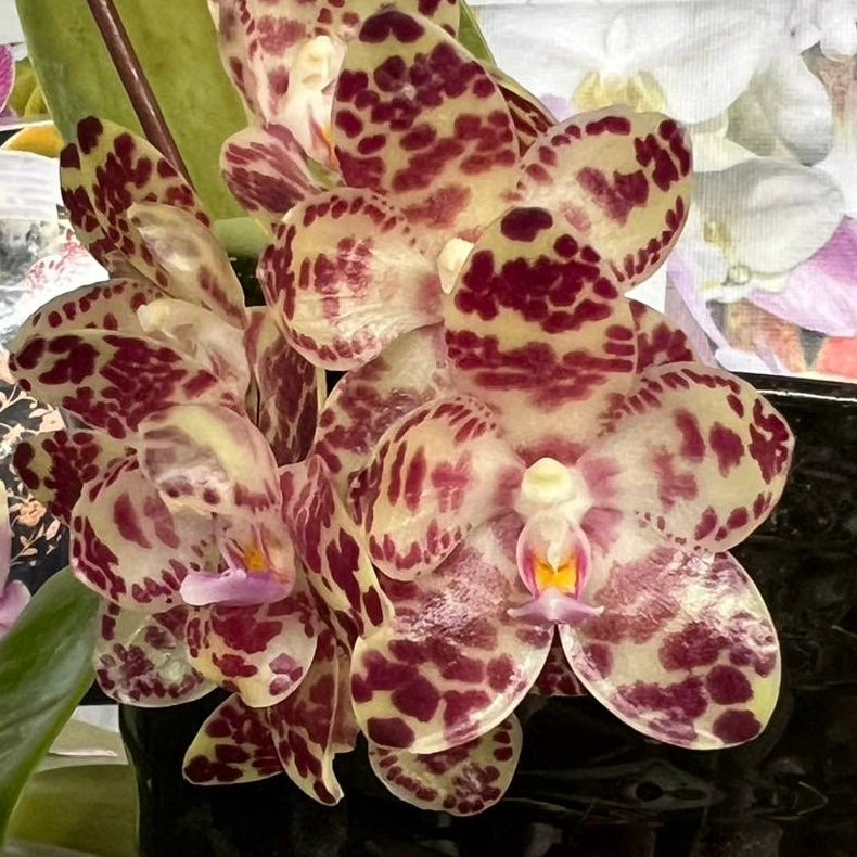Phalaenopsis gigantea