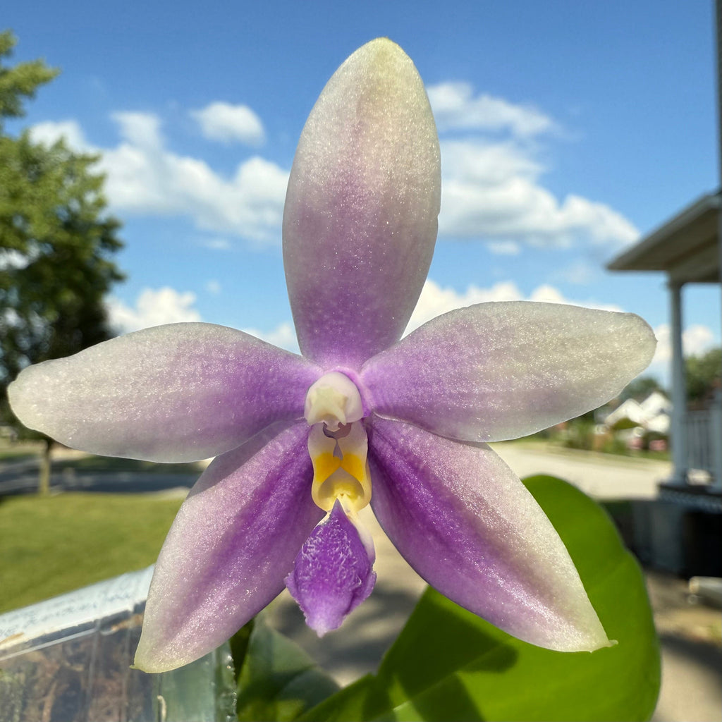 Phalaenopsis (YangYang Blue Bellina X Lioulin Blue Jenny)