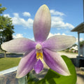Phalaenopsis (YangYang Blue Bellina X Lioulin Blue Jenny)