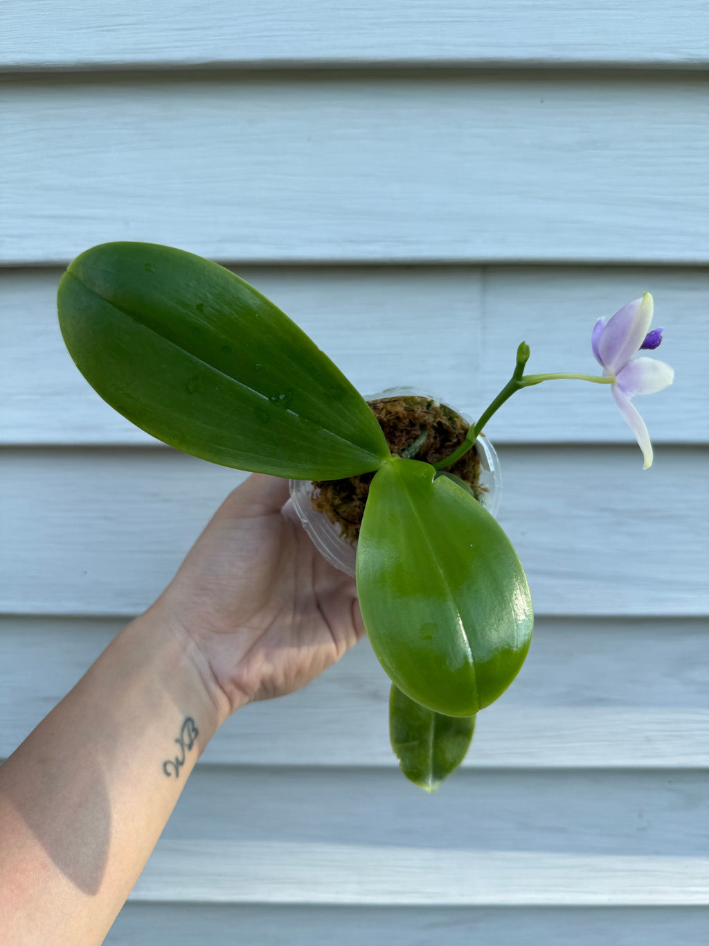 Phalaenopsis (YangYang Blue Bellina X Lioulin Blue Jenny)