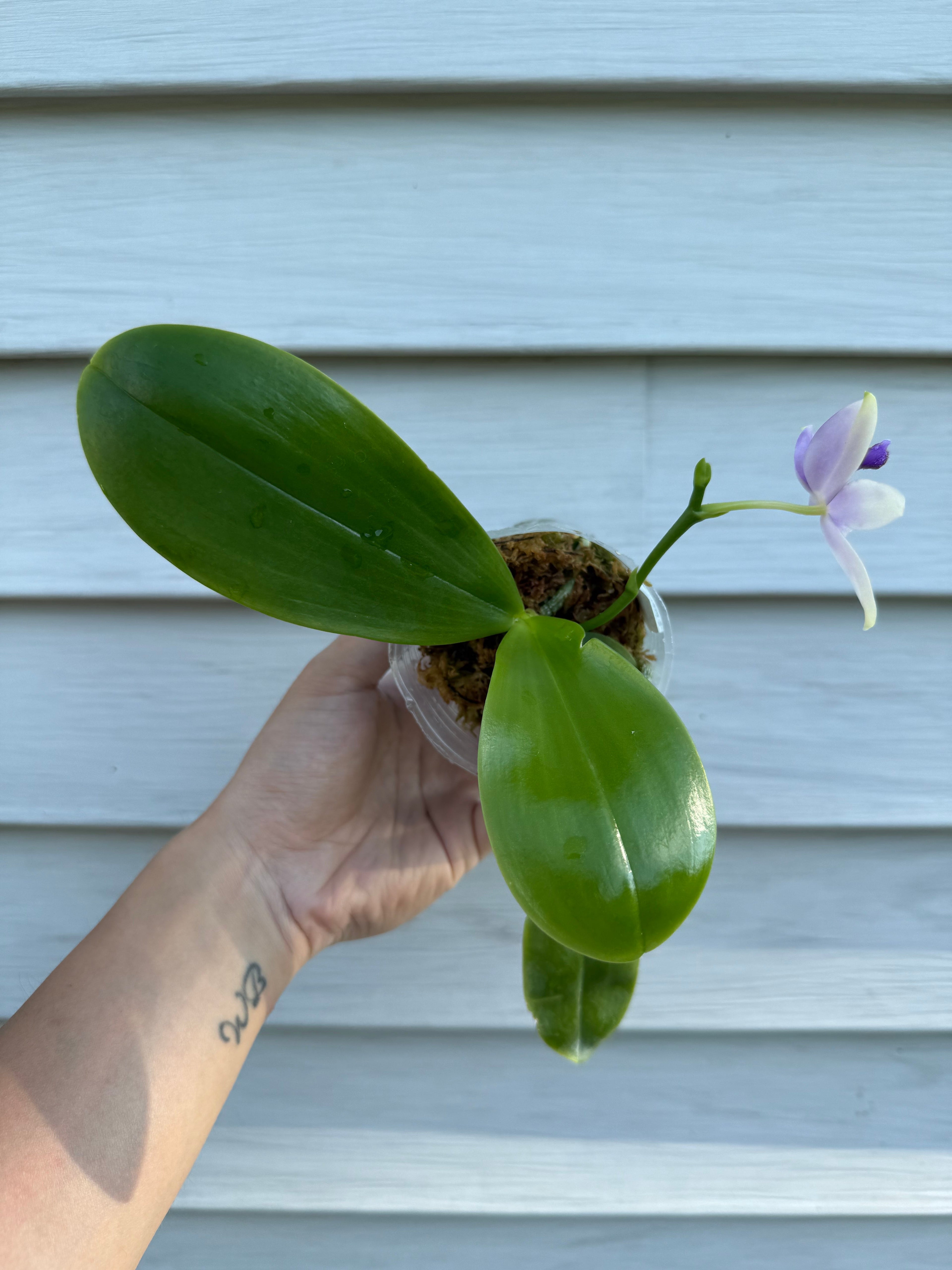 Phalaenopsis (YangYang Blue Bellina X Lioulin Blue Jenny)