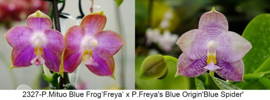 Phalaenopsis (Mituo Blue Frog 'Freya' x Freya's Blue Origin 'Blue Spider') 2327