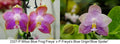 Phalaenopsis (Mituo Blue Frog 'Freya' x Freya's Blue Origin 'Blue Spider') 2327