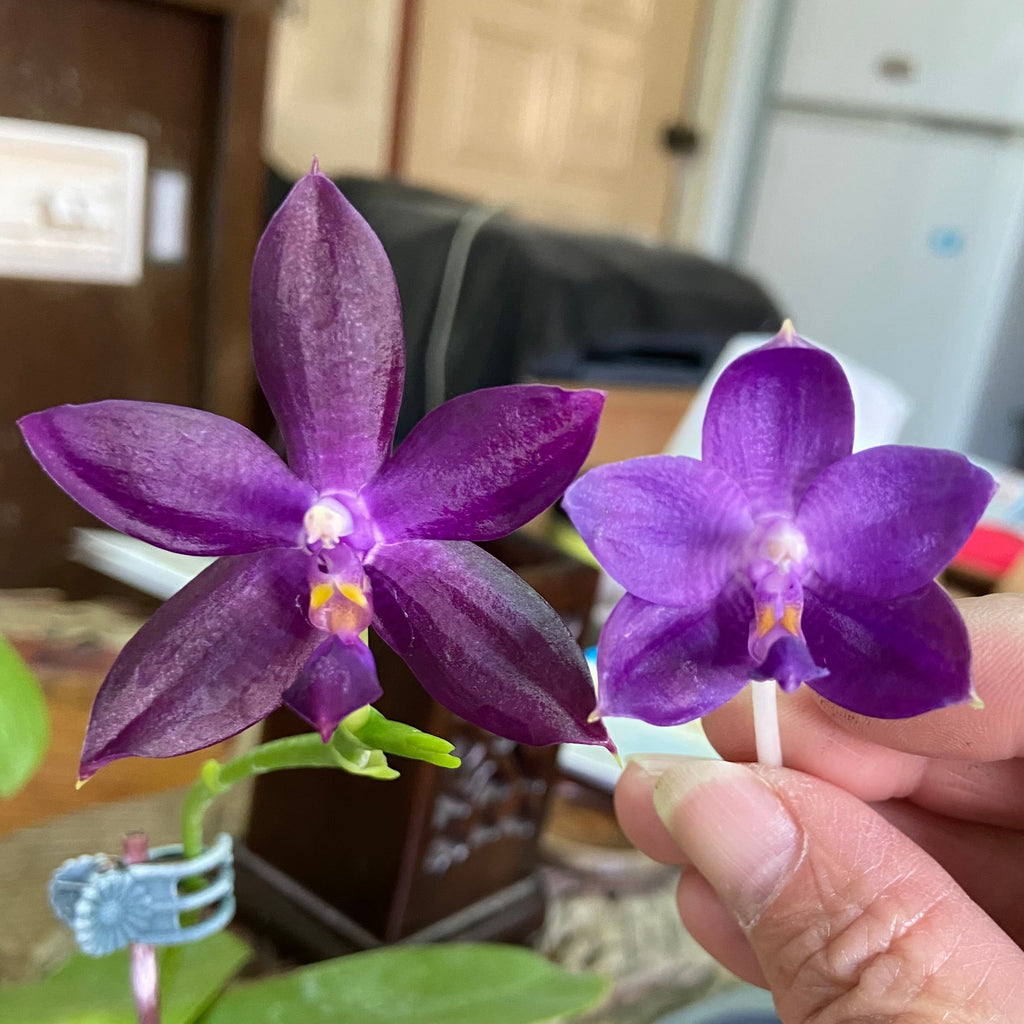 Phalaenopsis (Mainshow Blue Tint x Mainshow Sapphire) QA157