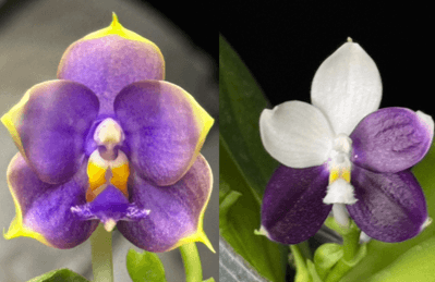 Phalaenopsis (Penang Jewel x LL Blue Jenny)