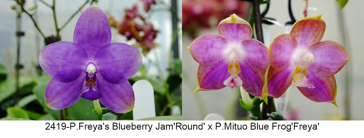 Phalaenopsis (Freya’s Blueberry Jam x Mituo Blue Frog)