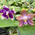 Phalaenopsis (Mainshow Starry Night x MS Magic Princess)