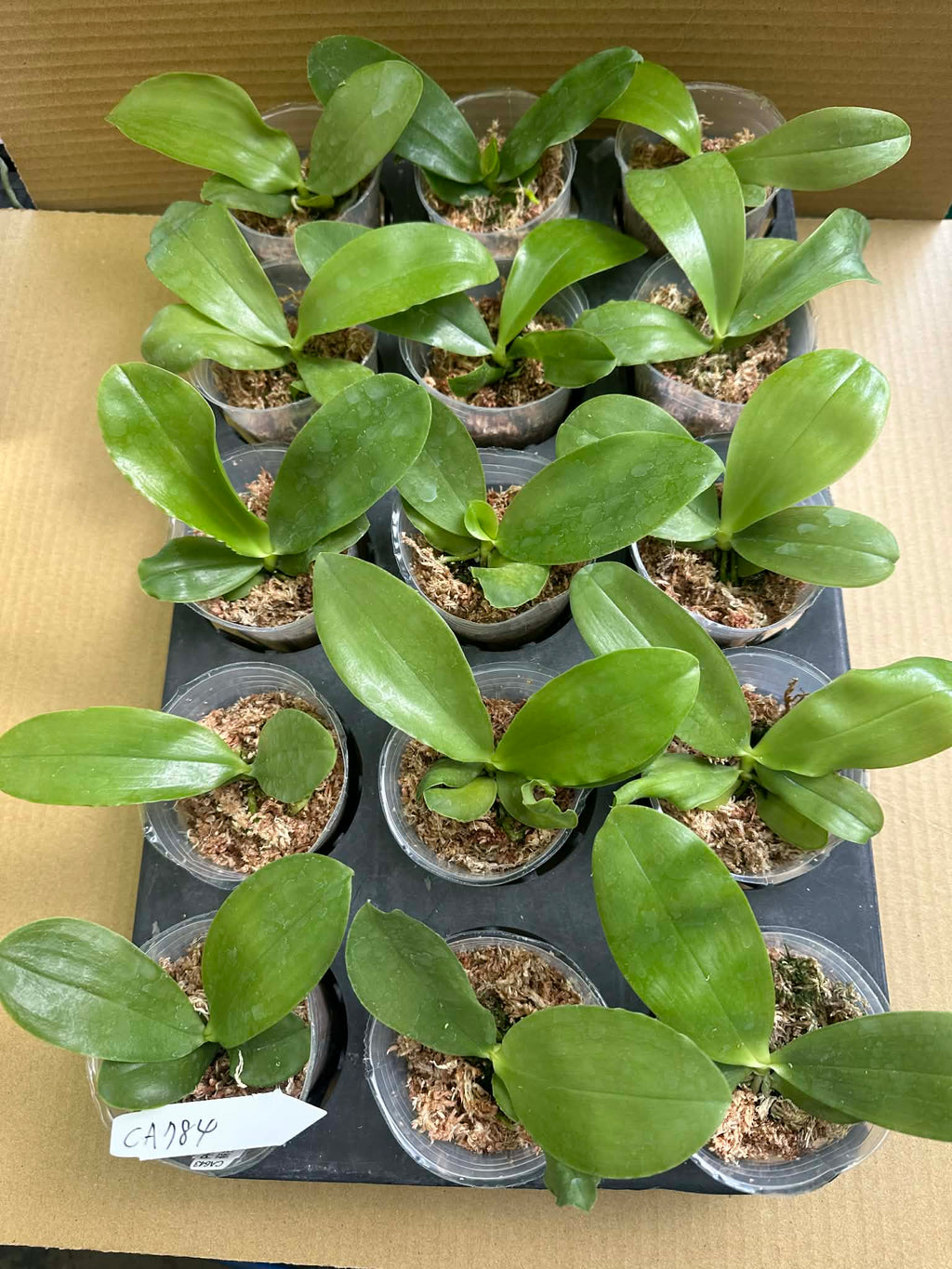 Phalaenopsis (Peter Blue Diamond x (Sapphire’s Violitz x Germaine Vincent))