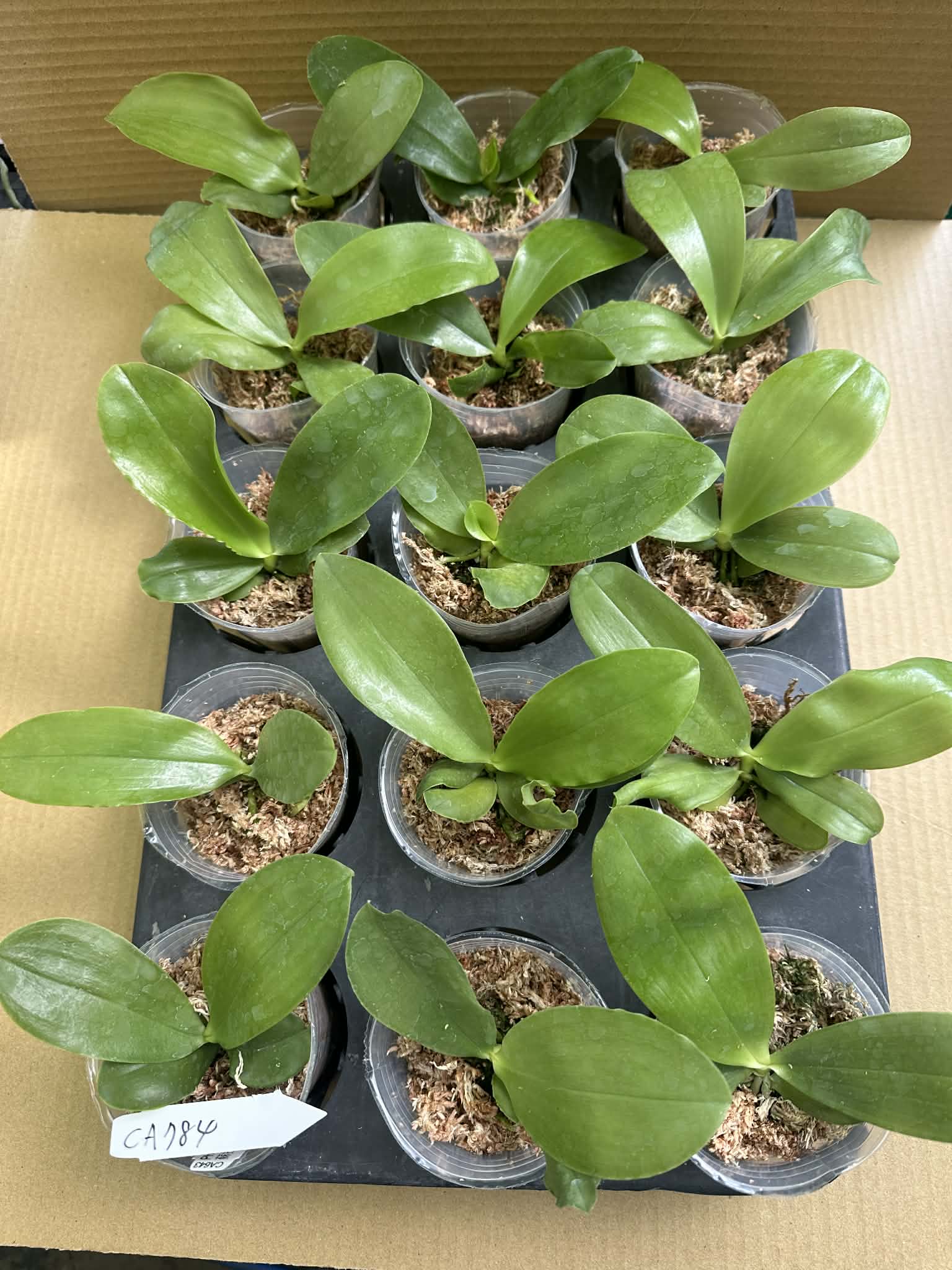 Phalaenopsis (Peter Blue Diamond x (Sapphire’s Violitz x Germaine Vincent))