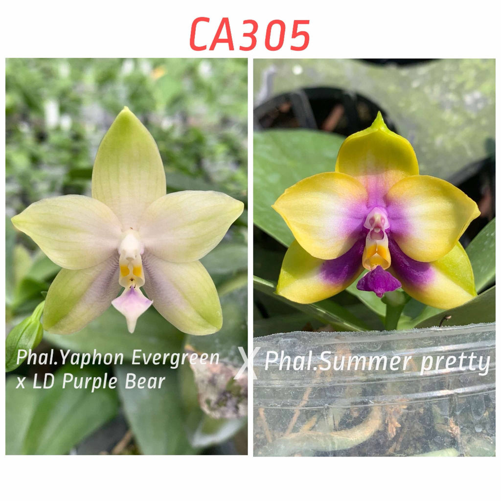 Phalaenopsis ((Yaphon Evergreen x LD Purple Bear) x Summer Pretty)