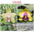 Phalaenopsis ((Yaphon Evergreen x LD Purple Bear) x Summer Pretty)