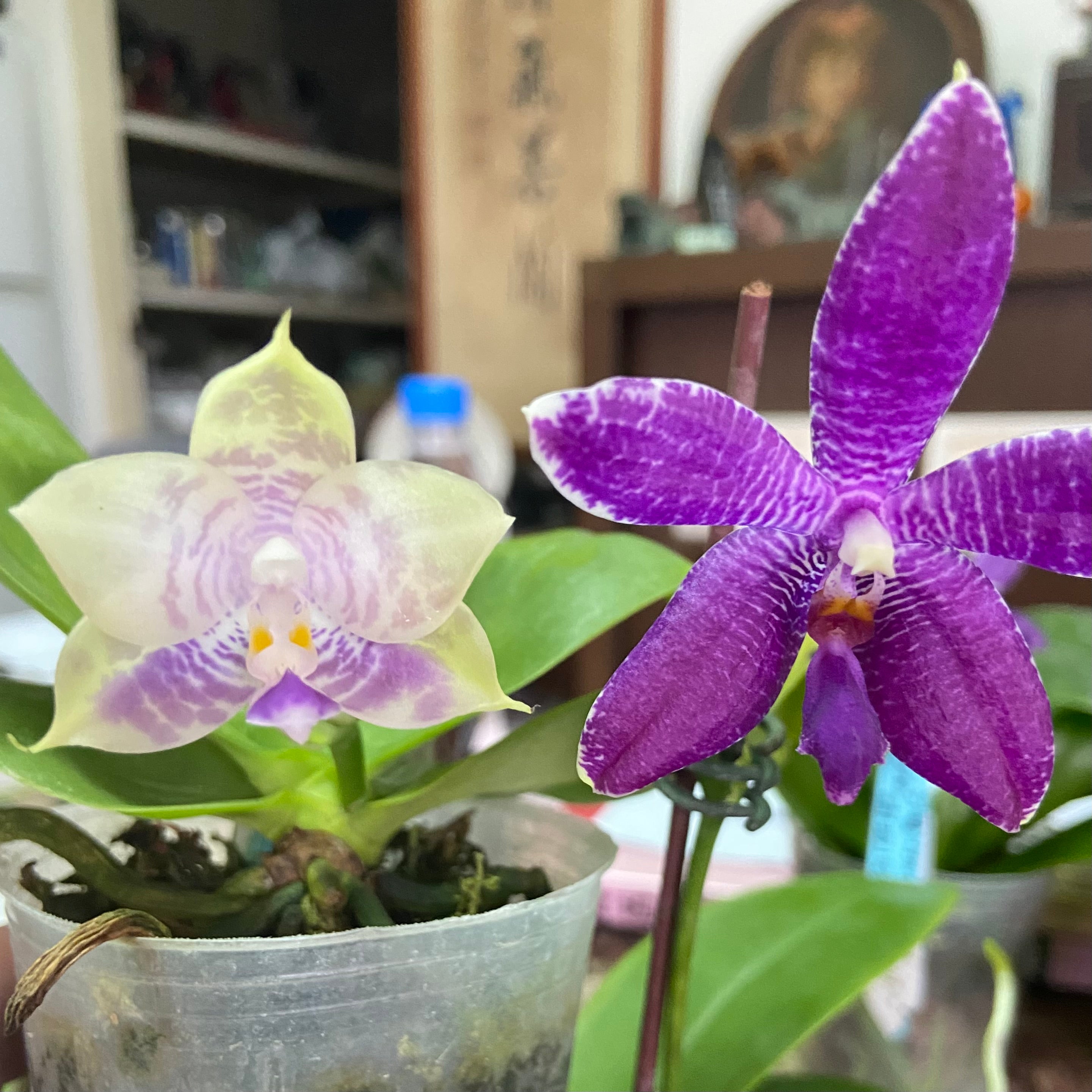 Phalaenopsis (Mituo Purple Dragon #4 x Mainshow Blue Tint) QM430A