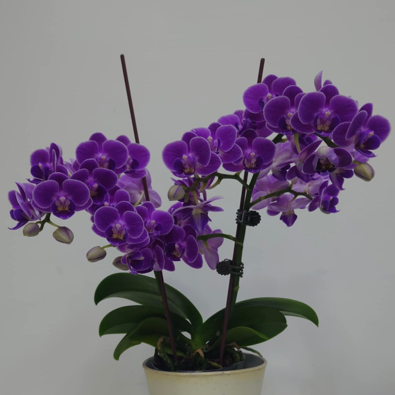 Phalaenopsis Reyoung Ultra Violet '紫鴛'