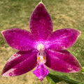 Phalaenopsis (Mainshow Colourful x Mituo Love)