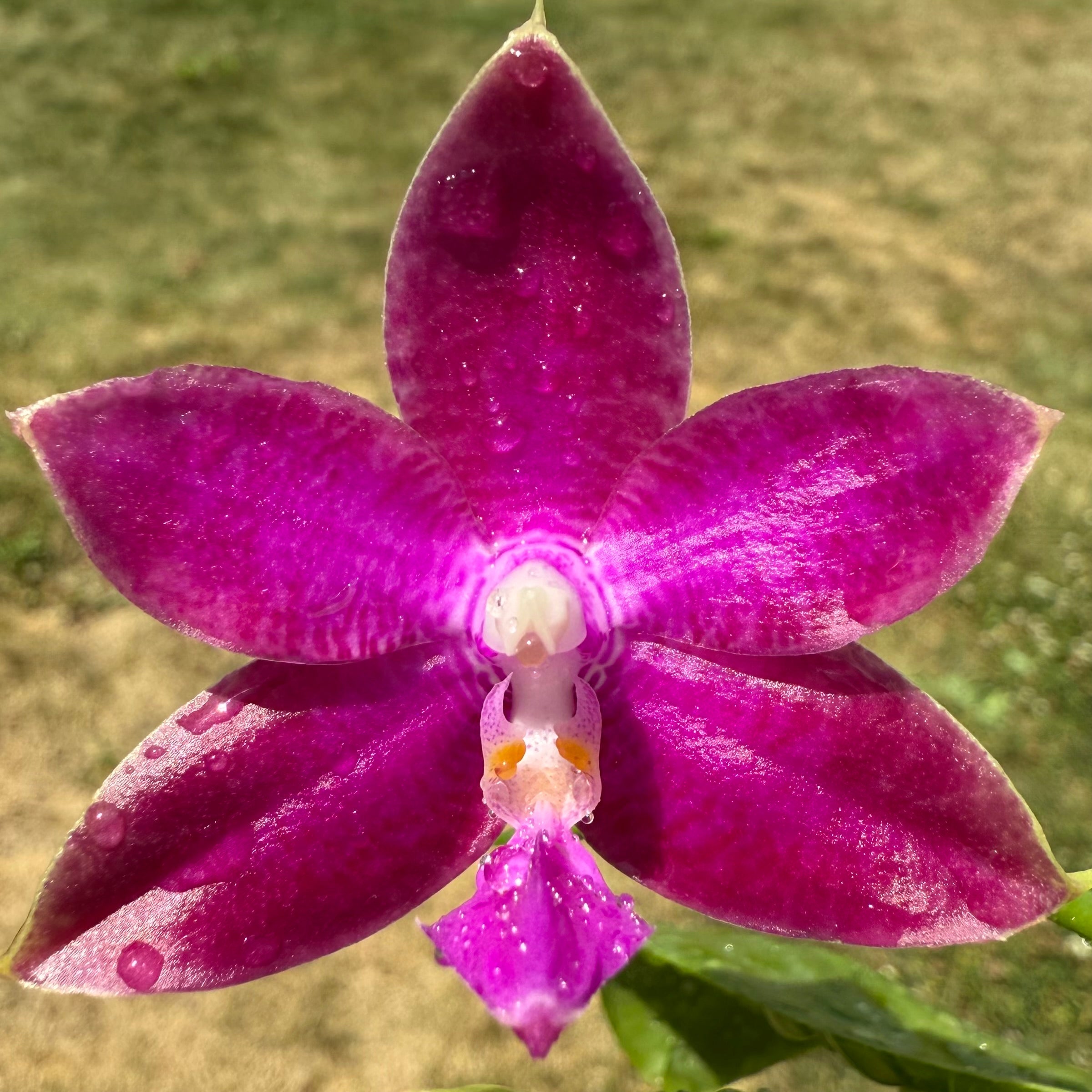 Phalaenopsis (Mainshow Colourful x Mituo Love)