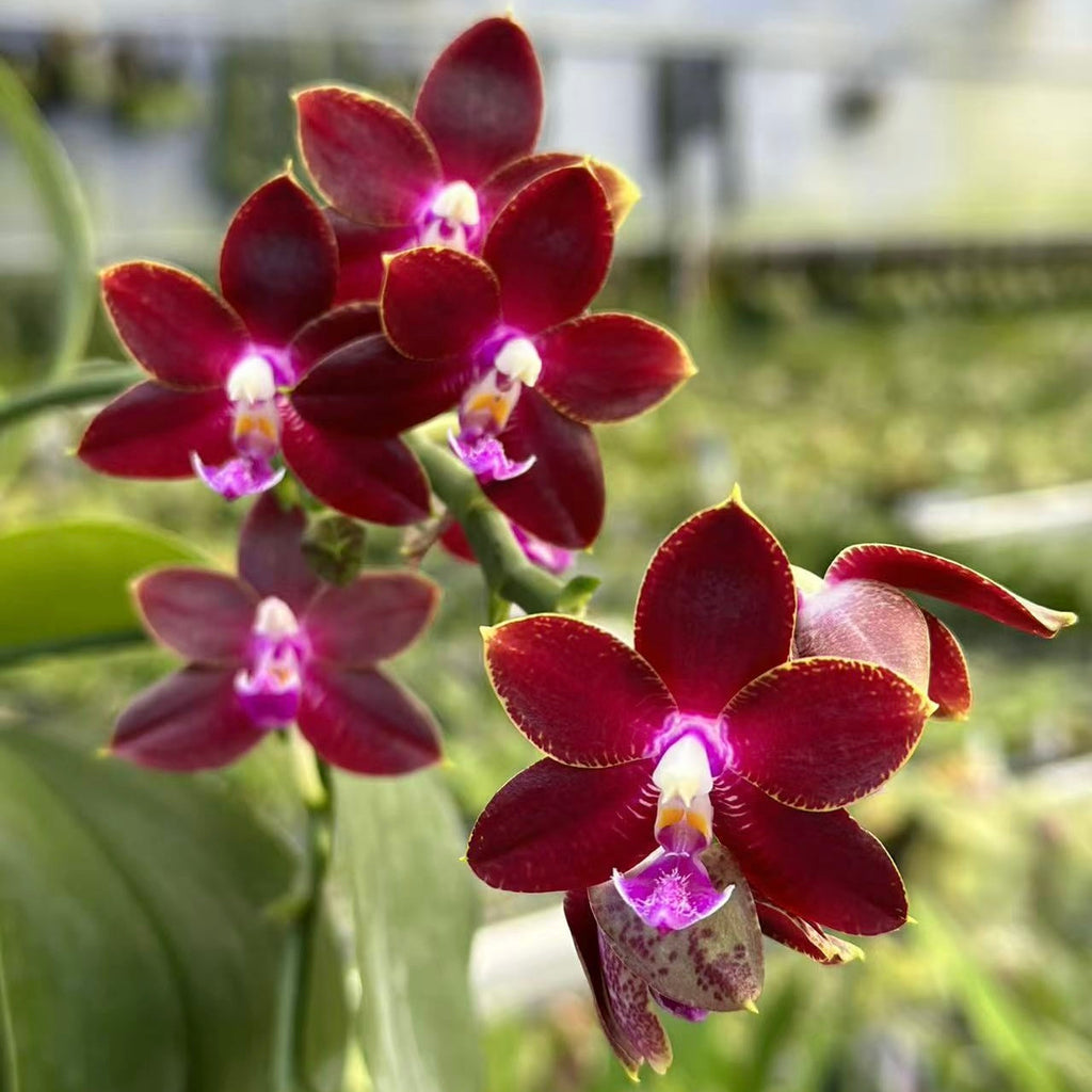 Phalaenopsis (Tying Shin Fly Eagle X Su-An Super Star) ‘YL129’