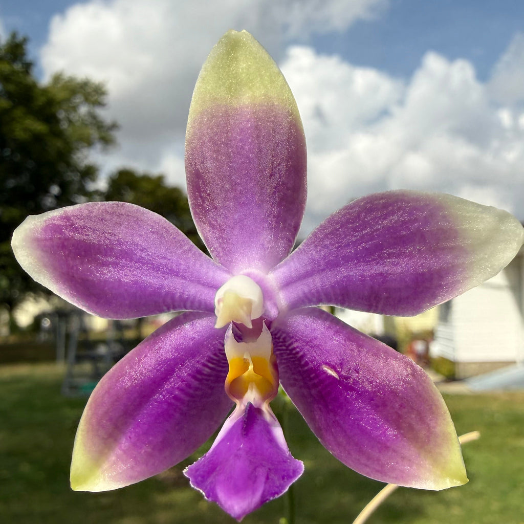 Phalaenopsis (Vinh Long Red Sun 'Sapphire' x Yaphon Blue Jewel 'Blue Jade')