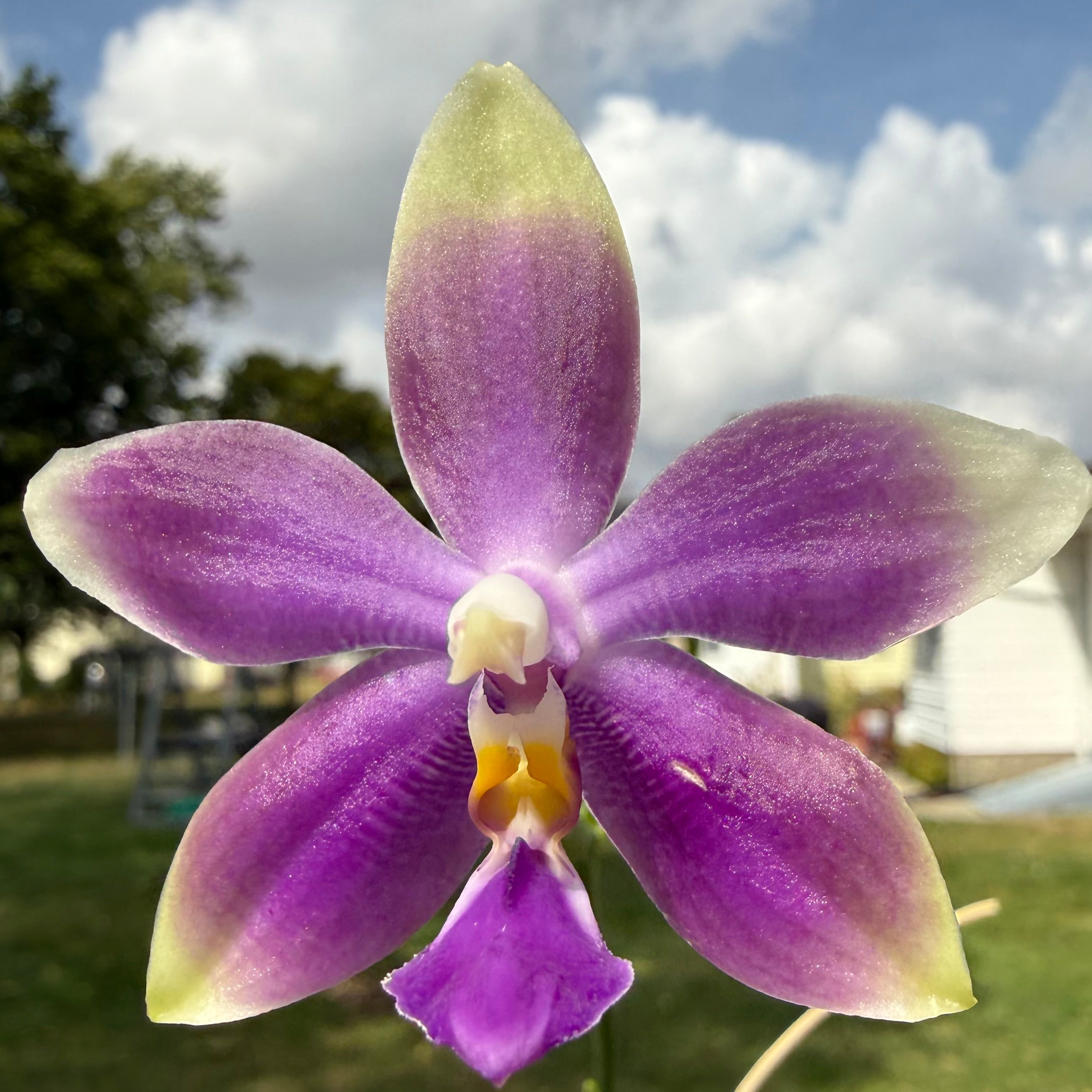 Phalaenopsis (Vinh Long Red Sun 'Sapphire' x Yaphon Blue Jewel 'Blue Jade')