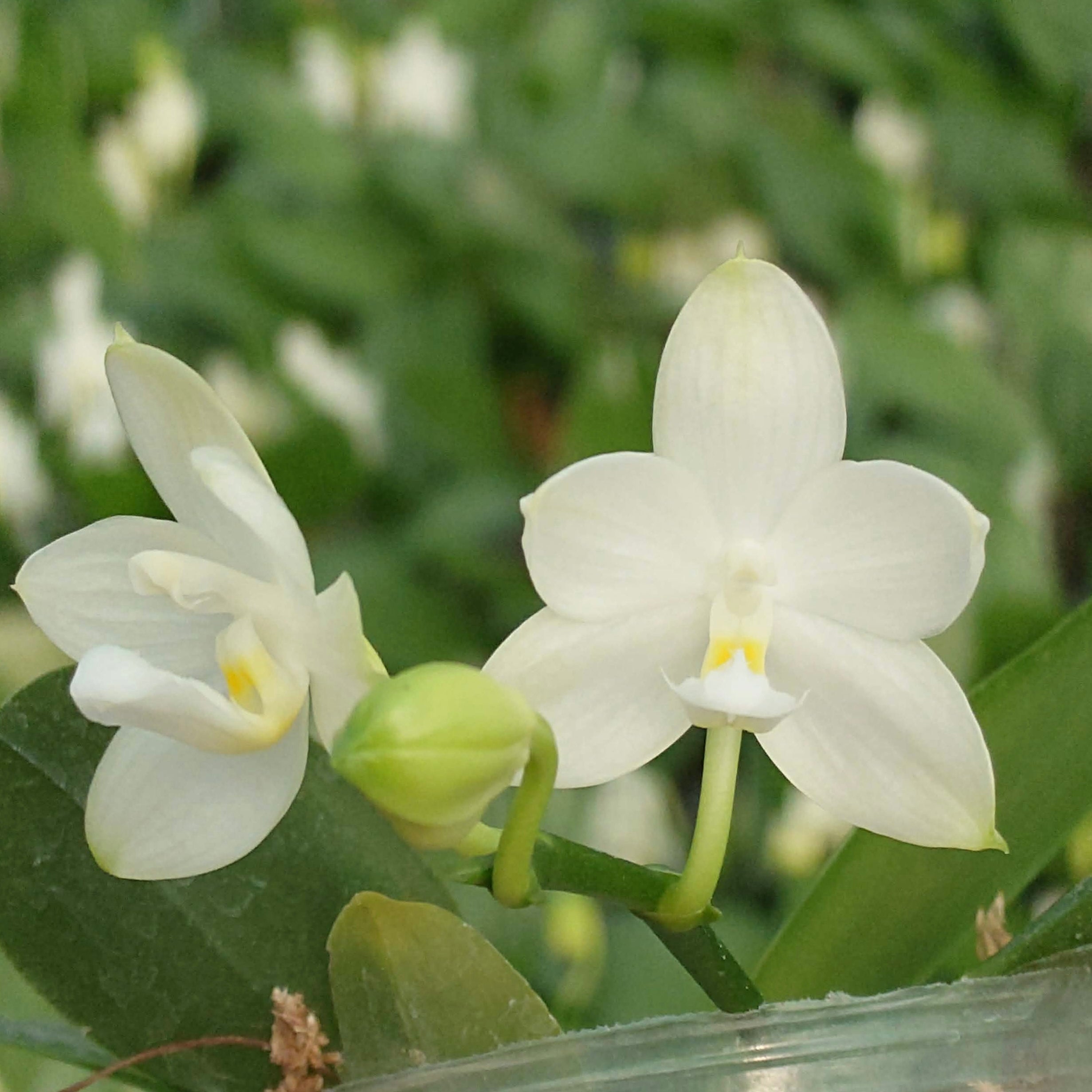 Phalaenopsis Rainbow Falconer YL107