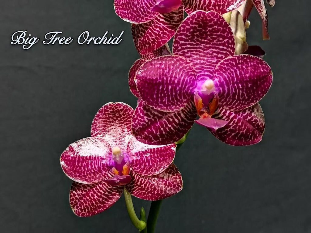 Phalaenopsis Miro Gold Mosla ‘Top Song’