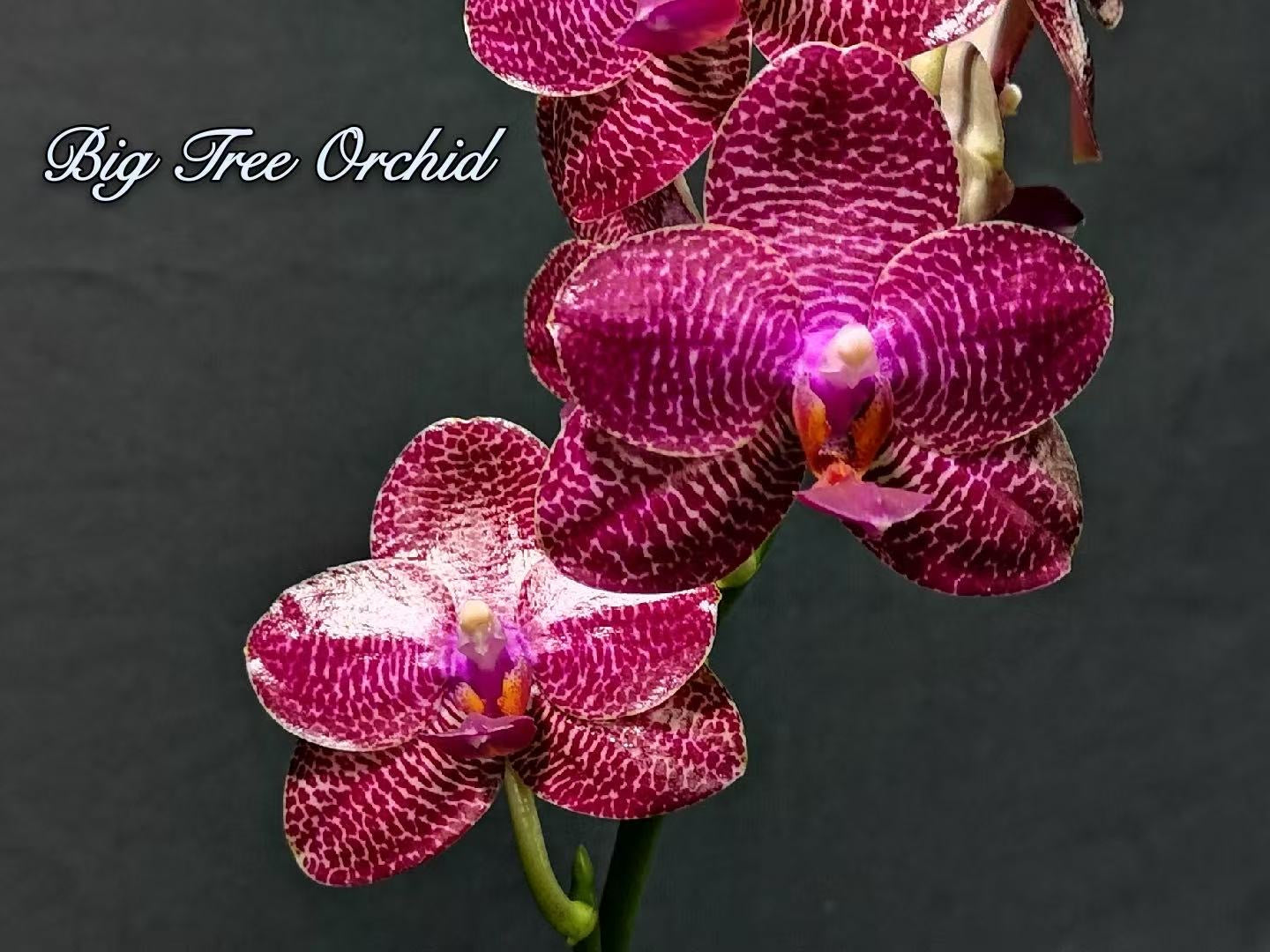 Phalaenopsis Miro Gold Mosla ‘Top Song’