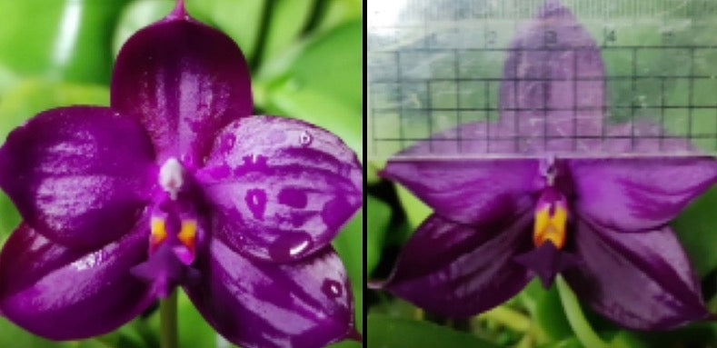 Phalaenopsis (Yaphon Super Jaguar X (Yaphon Super Jaguar X Samera)) ‘Big Round’ x ((Yaphon Super Jaguar X Samera) X Yaphon Super Jaguar) ‘Flat Dark’)