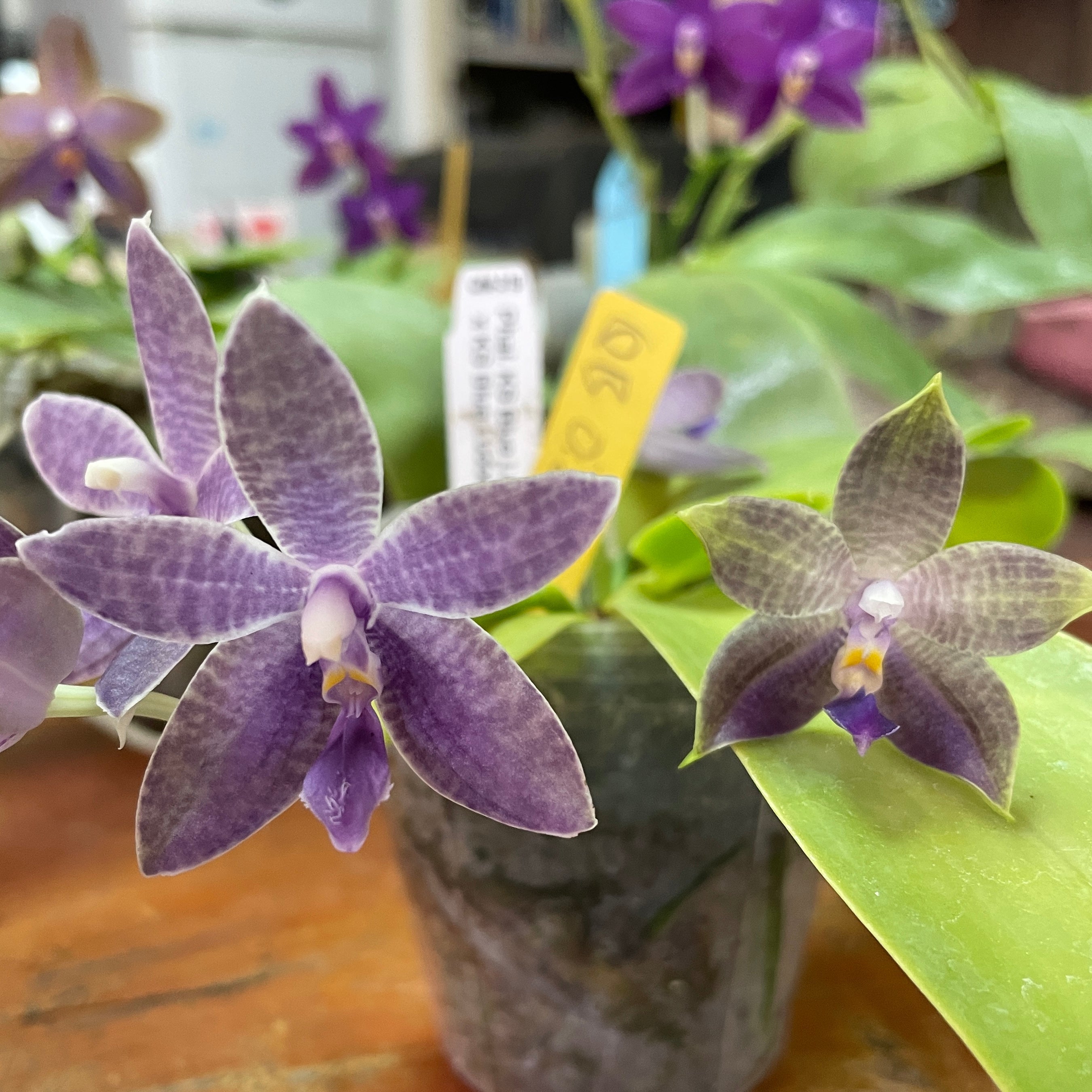Phalaenopsis (KS Blue Ludde 319 x Mainshow Blue Elf) QA196