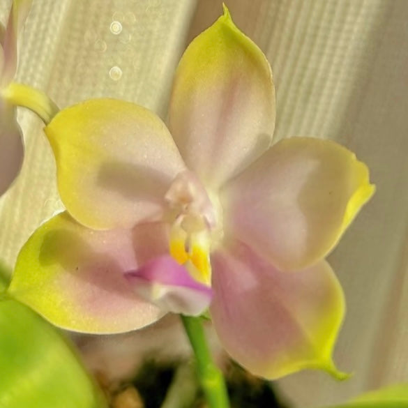 Phalaenopsis (KS Samera x Lee Wai Queen)