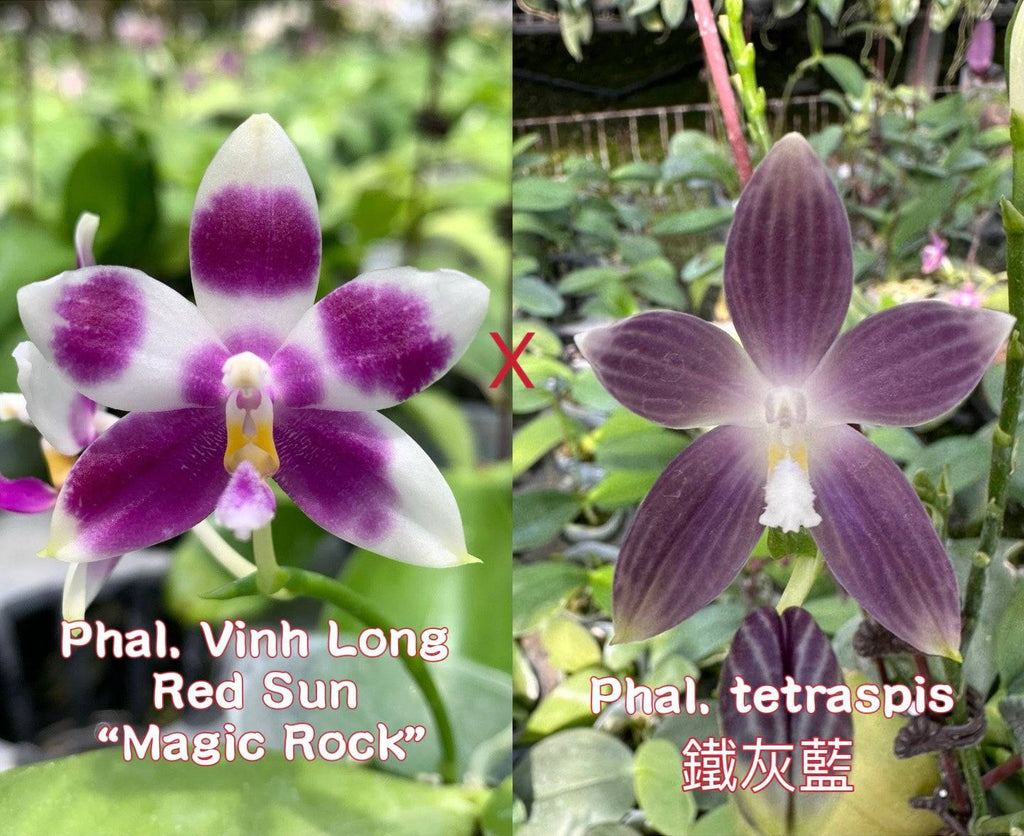 Phalaenopsis (Vinh Long Red Sun x tetraspis)