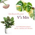 V's Mix