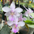 Phalaenopsis lindenii x sib