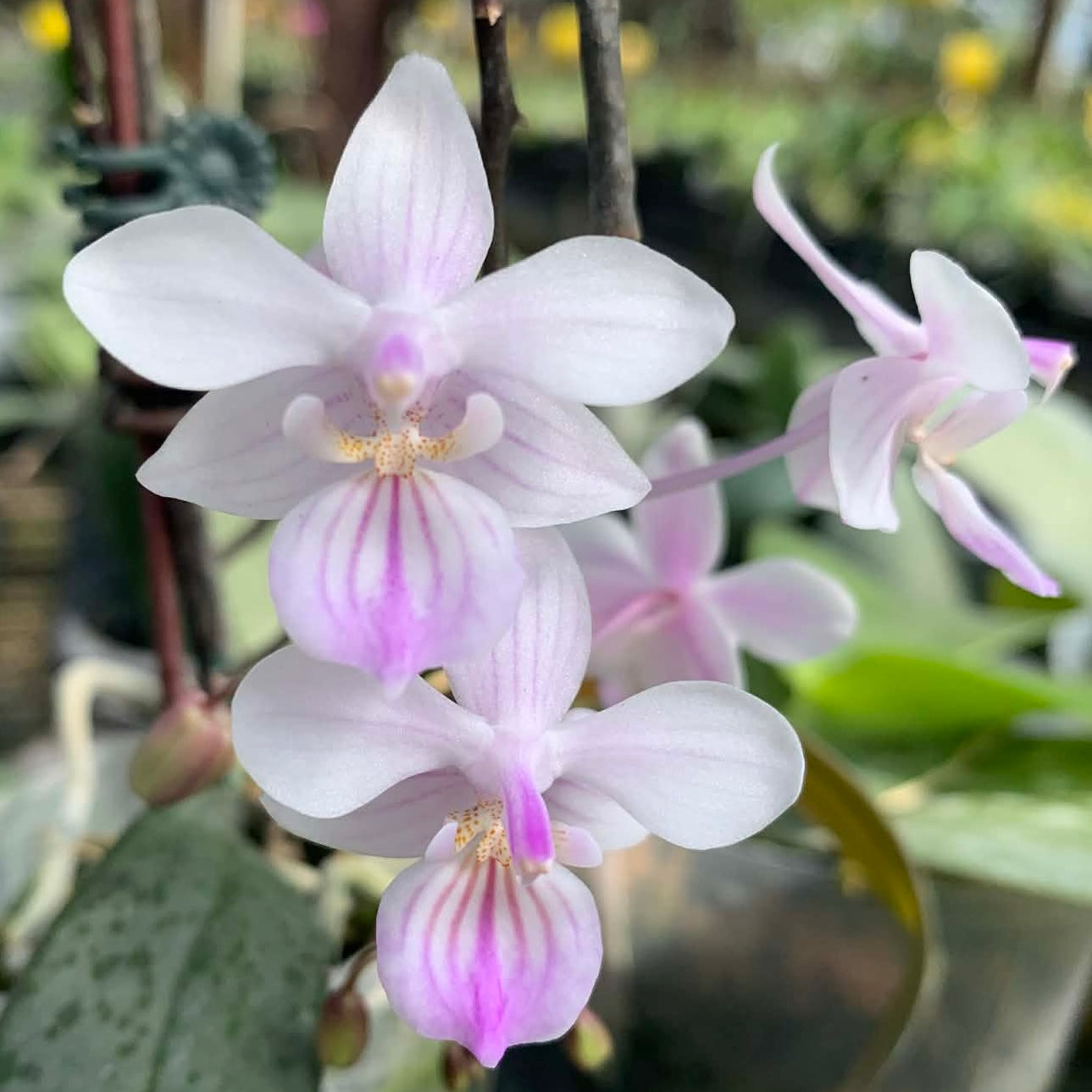 Phalaenopsis lindenii x sib