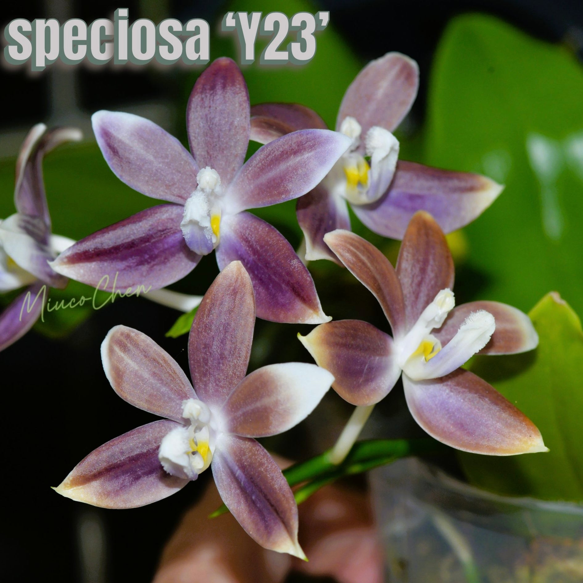Phalaenopsis speciosa ‘Y23’