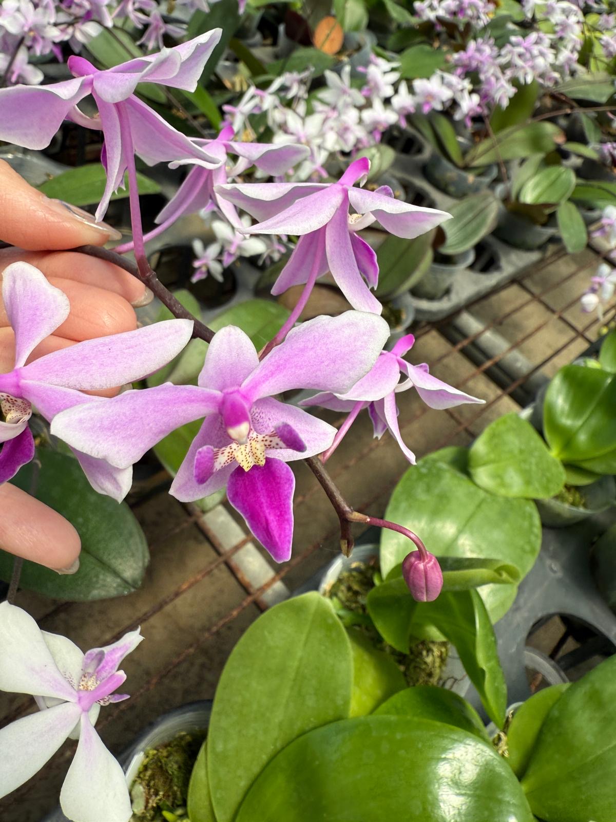 Phalaenopsis Delicata