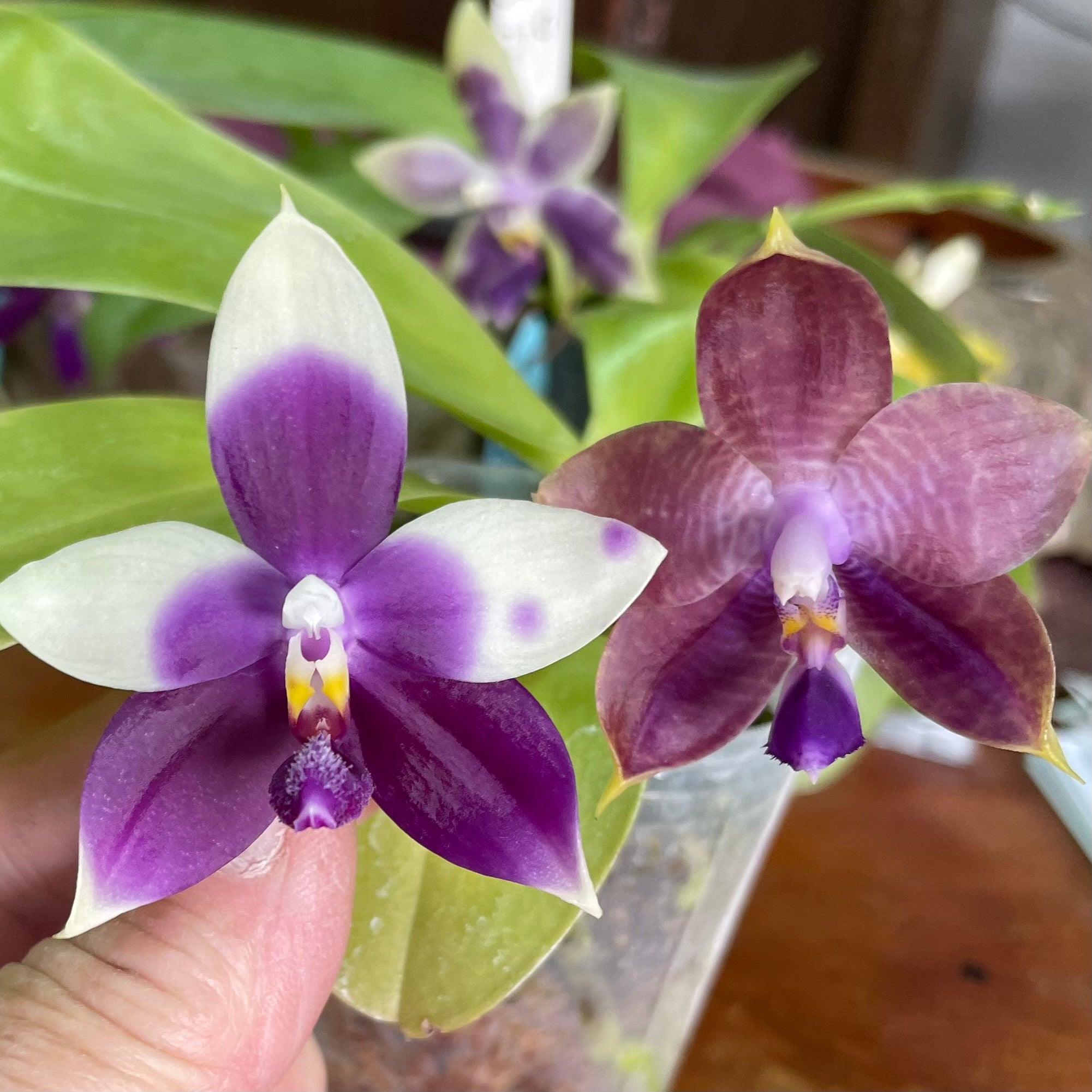 Phalaenopsis (Mainshow Sapphire x Jennifer Palomer splash) QA156