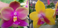 Phalaenopsis (Yaphon Batman 'BK's Best' x Dragon Tree Eagle 'T168')