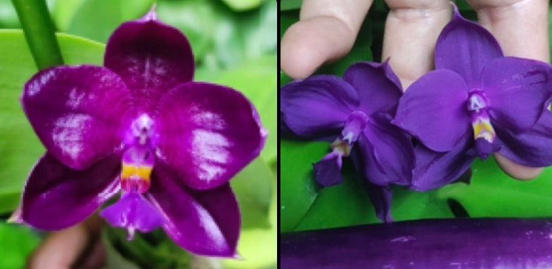 Phalaenopsis ((Yaphon Super Jaguar X Zheng Min Etching) ‘Dark King 6.0cm’ x (Yaphon Super Jaguar X (Yaphon Super Jaguar X Samera)) ‘Best’)