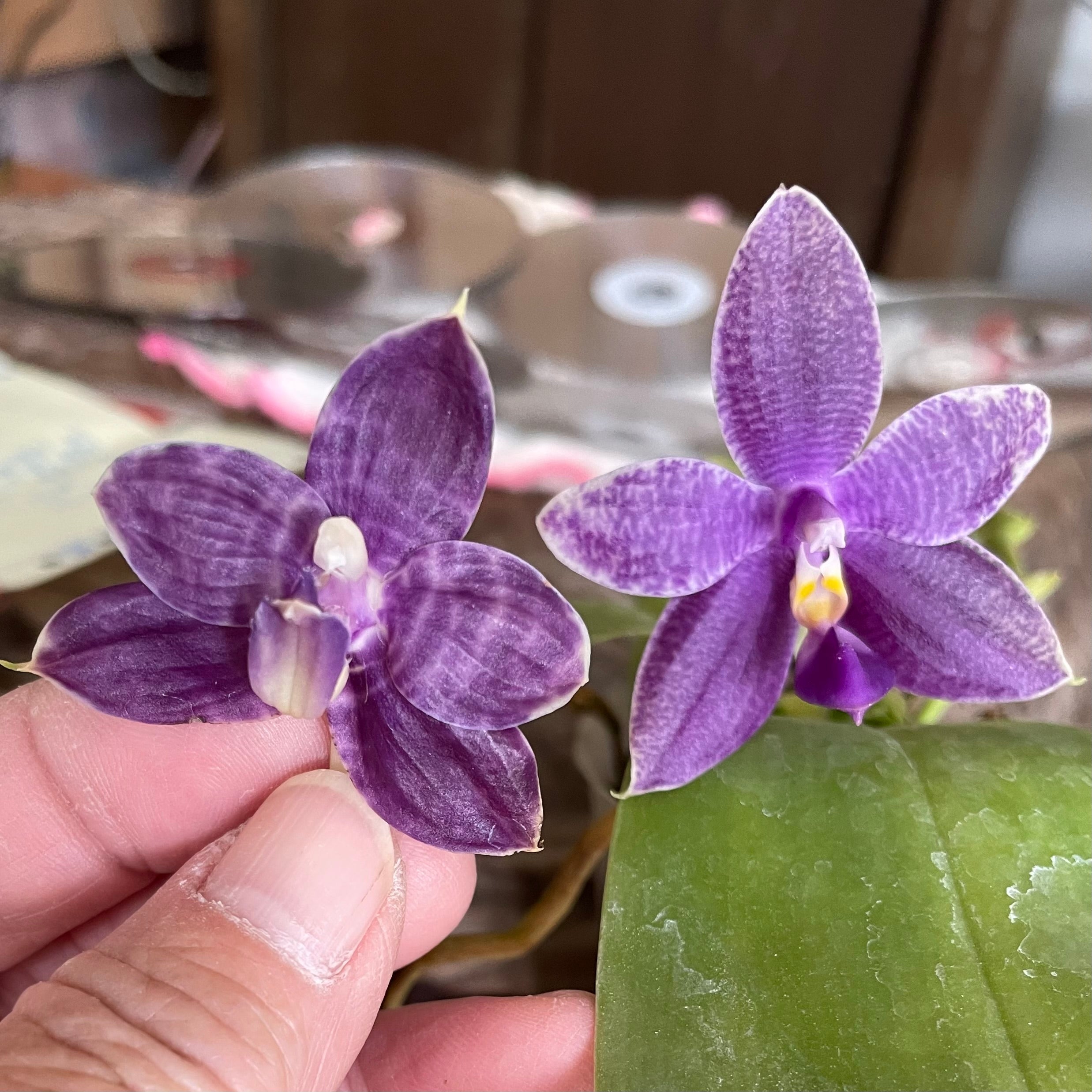 Phalaenopsis (Smiley Bluebird x Mainshow Blue Elf) QA163
