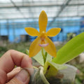 Phalaenopsis Cesario Gene Tobia “Jiaho Lyme” SM/TOGA