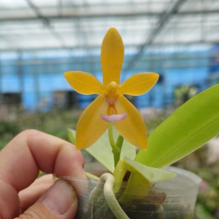 Phalaenopsis Cesario Gene Tobia “Jiaho Lyme” SM/TOGA