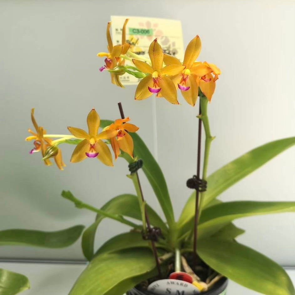 Phalaenopsis Cesario Gene Tobia “Jiaho Lyme” SM/TOGA