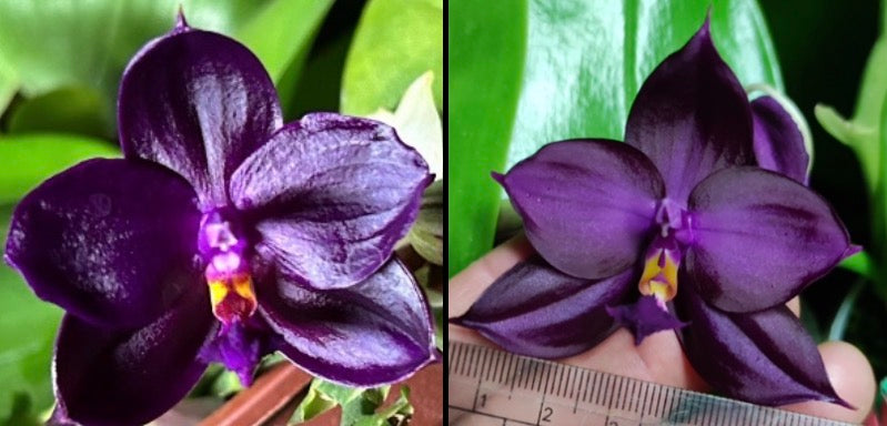 Phalaenopsis (Yaphon Super Jaguar X (Yaphon Super Jaguar X Samera)) ‘節節分岔’ x (Yaphon Super Jaguar X (Yaphon Super Jaguar X Samera)) ‘BK#2’