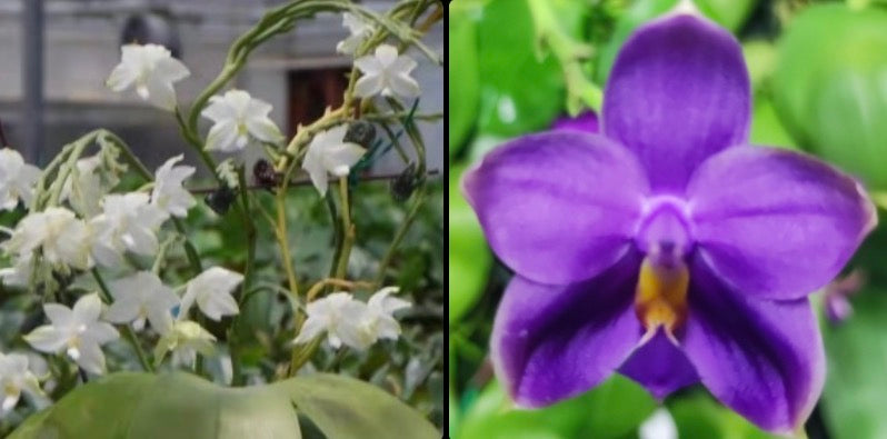 Phalaenopsis (Penang Violecea ‘BK forest’ x (Penang Jewel X (Yaphon Super Jaguar x Samera)) ‘雙梗深藍圓’)