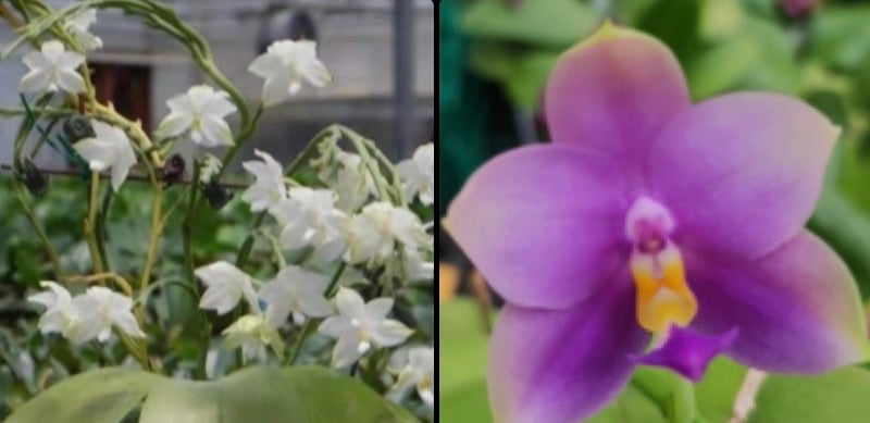 Phalaenopsis Orchid Seedling from Bangkok: Penang Violecea Parentage