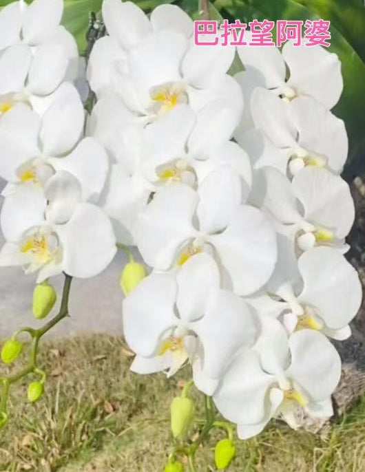 Phalaenopsis amabilis from Palawan BTMA07