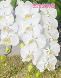 Phalaenopsis amabilis from Palawan BTMA07