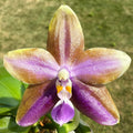Phalaenopsis (Smiley Bluebird x Mituo Princess 'Blue Jewel')