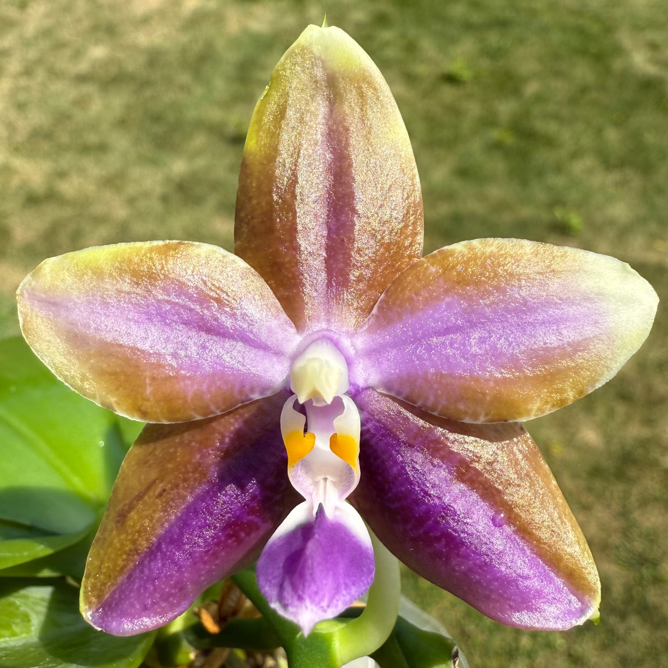 Phalaenopsis (Smiley Bluebird x Mituo Princess 'Blue Jewel')