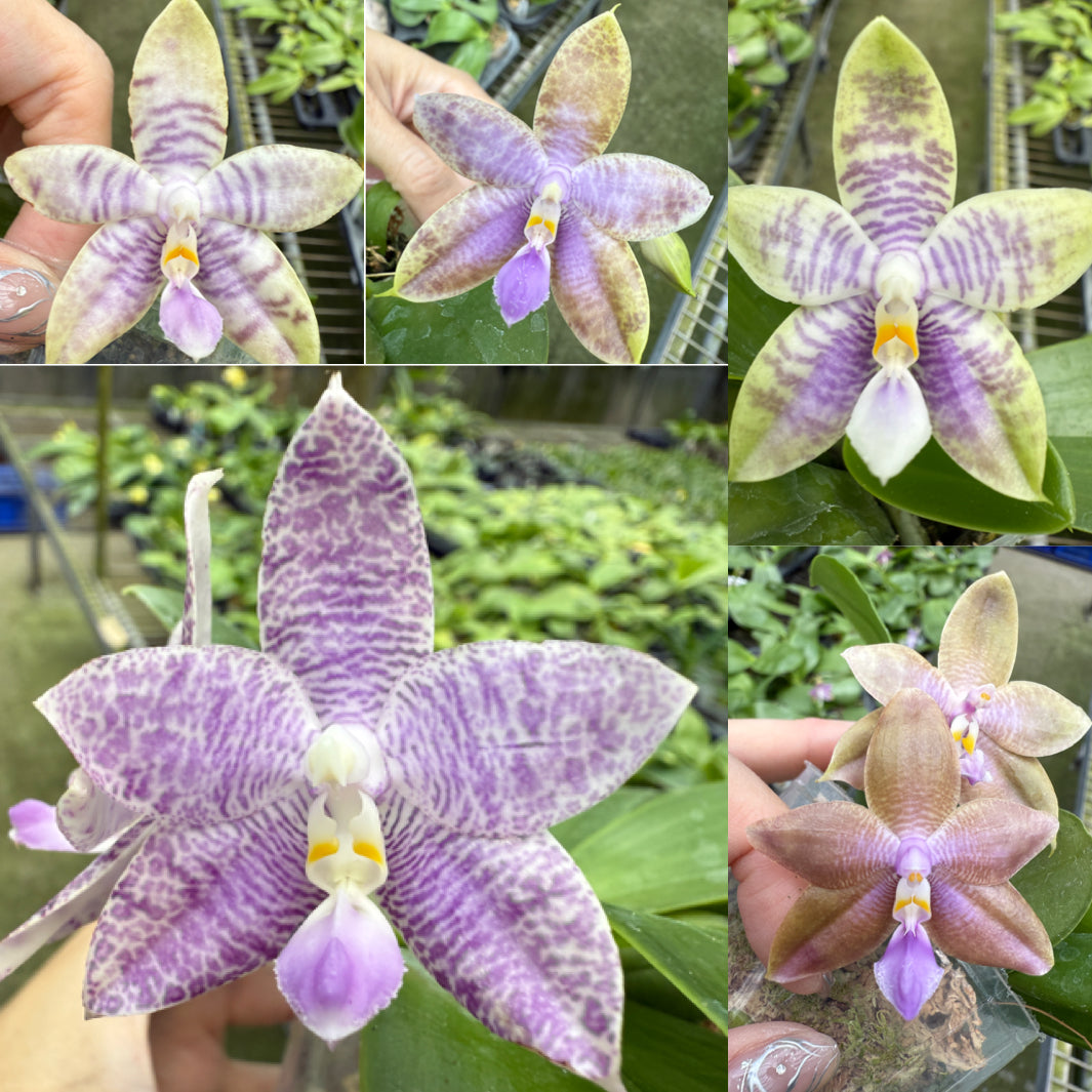 Phalaenopsis (Mainshow Magic x KS Blue Ludde 303)