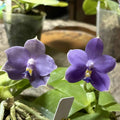 FlaskQA210 - Phal Mainshow Sapphire Flask for Exceptional Blue Seedlings